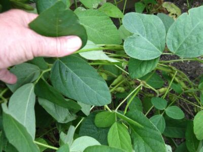 Edamame Soybean Plants Are Tough Image